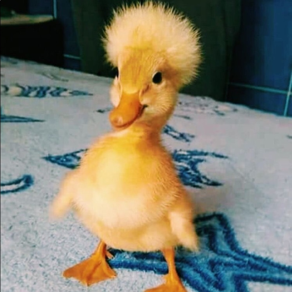 Meet your Posher, Millicent